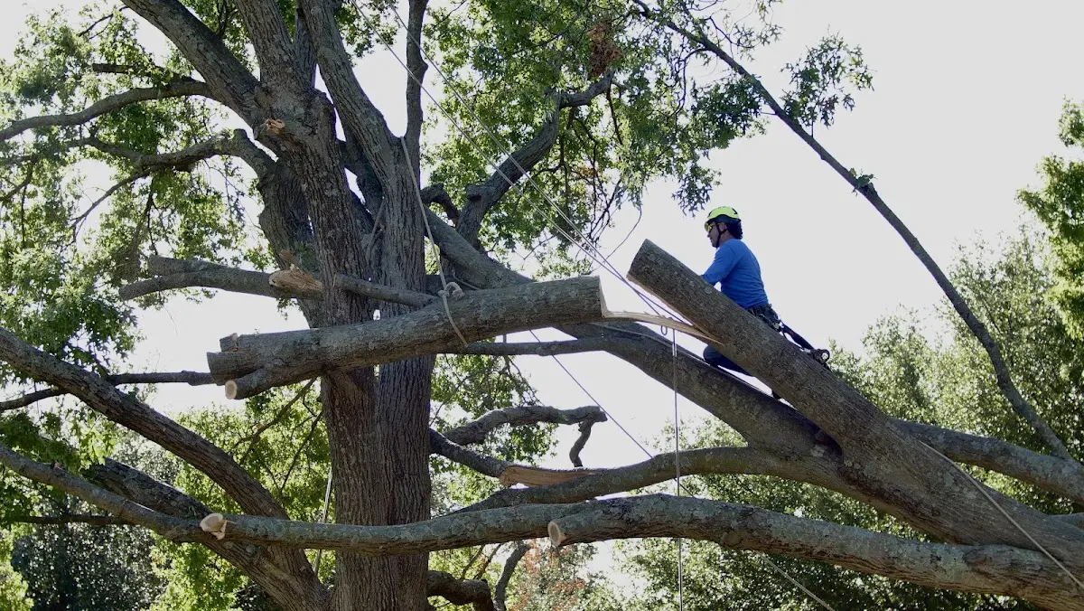 Professional Crown Thinning performed by certified arborists in North Salem