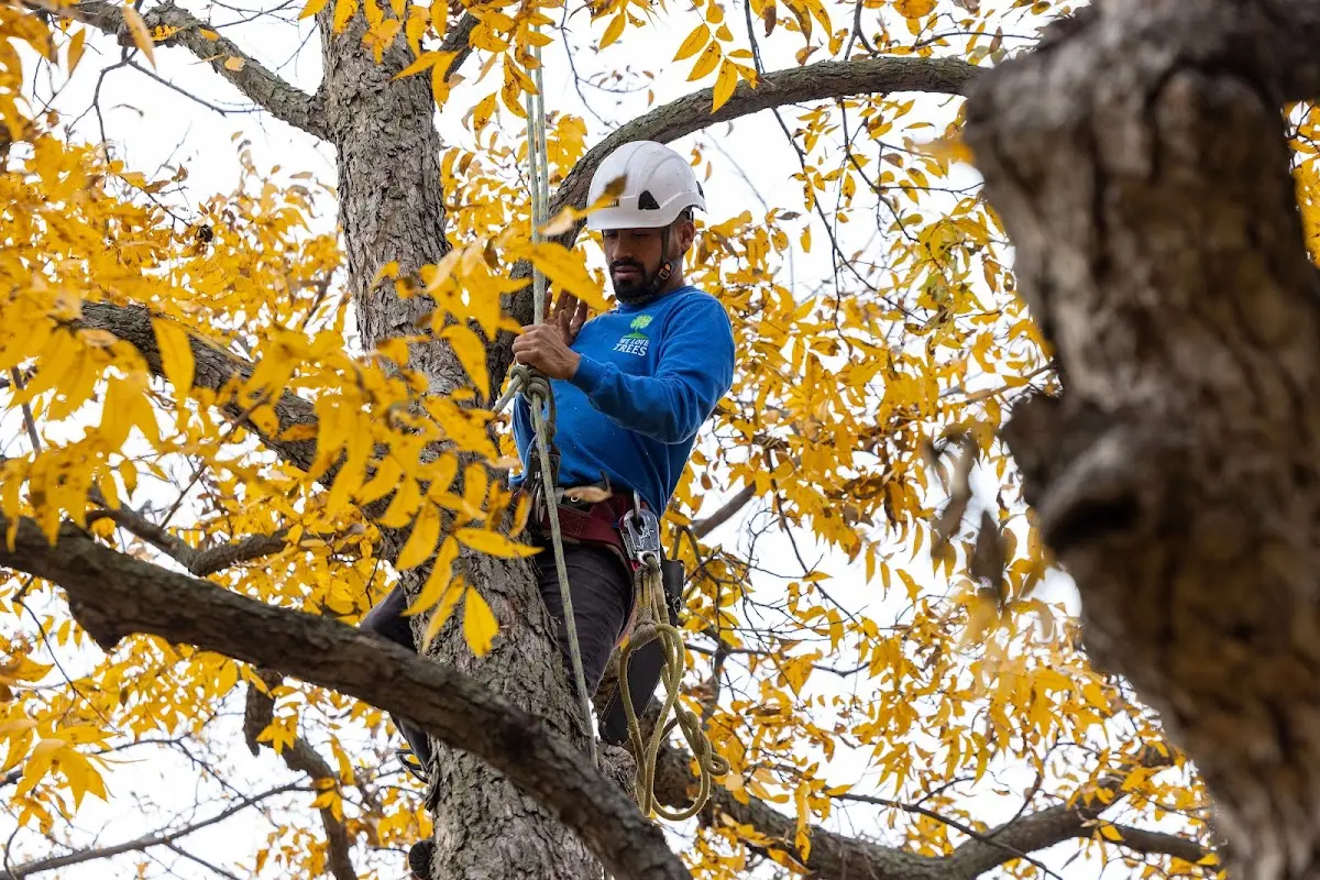 Skilled Storm Damage Cleanup crew working in North Salem